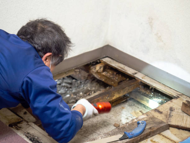 Best Home Mold Removal  in Gardiner, ME