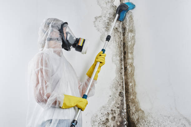 Best Certified Mold Removal  in Gardiner, ME