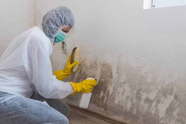 Best Mold Cleaning Services  in Gardiner, ME