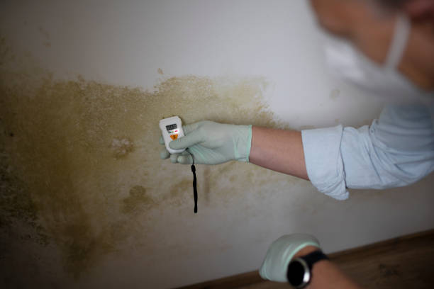 Best Black Mold Removal  in Gardiner, ME