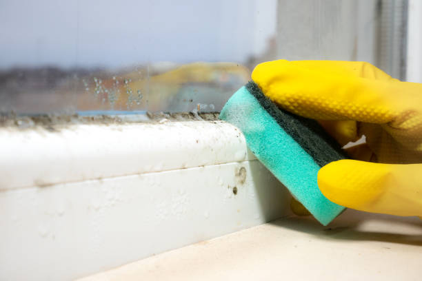 Certified Mold Removal in Gardiner, ME