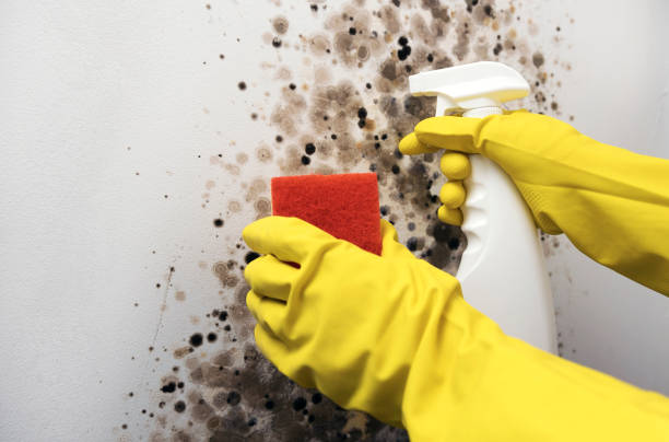 Crawl Space Mold Removal in Gardiner, ME