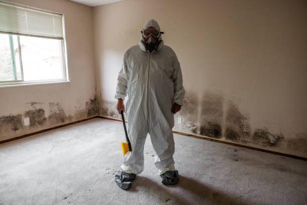 Professional Mold Removal in Gardiner, ME