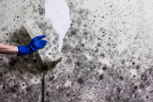 Best Emergency Mold Removal  in Gardiner, ME